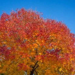 Autumn Purple Ash Tree -Fast Growing Trees Shop Autumn Purple ash 1