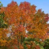 Autumn Purple Ash Tree -Fast Growing Trees Shop Autumn Purple ash FGT 600x00 d1b239ef a9de 4557 8cb7 10383f529d34