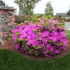 Autumn Royalty® Encore® Azalea -Fast Growing Trees Shop Autumn Royalty Encore Azalea 600x600 FGT