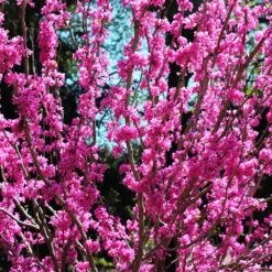 Avondale Redbud Tree -Fast Growing Trees Shop Avodale redbud 2