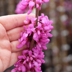 Avondale Redbud Tree -Fast Growing Trees Shop Avodale redbud 4