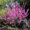 Avondale Redbud Tree -Fast Growing Trees Shop Avodale redbud 600x600 9550c077 73be 4508 bea5 1dbcdac61e50
