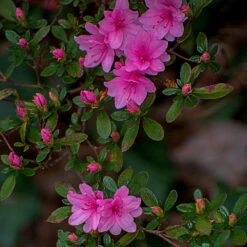 Karen Azalea Shrub 5 Karen Azalea Shrub -Fast Growing Trees Shop Azalea Karen 1