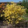 Lemon Lights Azalea Shrub -Fast Growing Trees Shop Azalea Lemon lights 600x600 11de04c7 d0fc 4c69 8949 ec1fde04f612