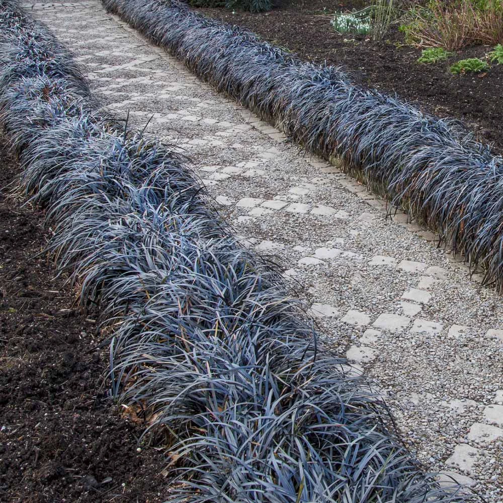 Black Mondo Grass 2 Black Mondo Grass - Image 2