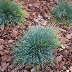 Blue Fescue Grass 6 Blue Fescue Grass -Fast Growing Trees Shop BLue Fescue Grass 3 FGT