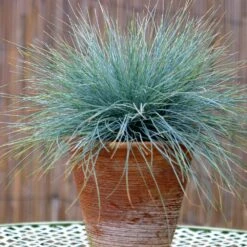 Blue Fescue Grass 7 Blue Fescue Grass -Fast Growing Trees Shop BLue Fescue Grass 5
