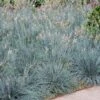 Blue Fescue Grass -Fast Growing Trees Shop BLue Fescue Grass FGT 600x600 832cd788 6bd8 4a89 976f 7165df671401