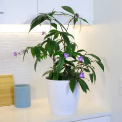 Weeping Blue Ginger Plant 6 Weeping Blue Ginger Plant -Fast Growing Trees Shop BLue Ginger 4 FGT