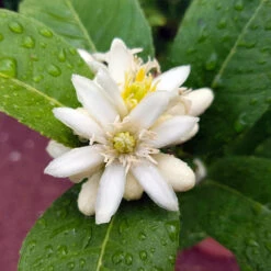 Buddha's Hand Citron Tree -Fast Growing Trees Shop BUddhas Hand Citrus 4 b5693898 6a3b 4724 b4fc 03ef34337a89