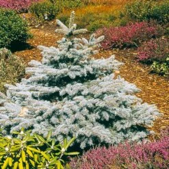 Baby Blue Spruce Tree -Fast Growing Trees Shop Baby Blue 2