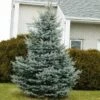 Baby Blue Spruce Tree -Fast Growing Trees Shop Baby Blue FGT 600x600 2439e39e 705a 45b7 bb21 b65718217949