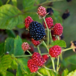 Bushel And Berry® Baby Cakes Blackberry® -Fast Growing Trees Shop Baby Cakes Blackberry 4