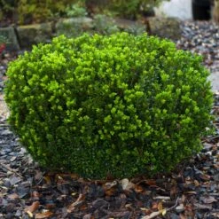 Baby Gem™ Boxwood Shrub -Fast Growing Trees Shop Baby Gem 1