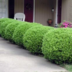 Baby Gem™ Boxwood Shrub -Fast Growing Trees Shop Baby Gem 2