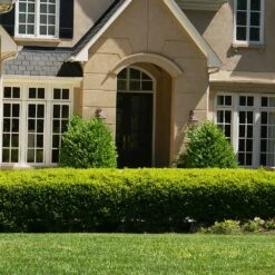 Baby Gem™ Boxwood Shrub -Fast Growing Trees Shop Baby Gem 4