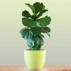 New Apartment House Plant Kit -Fast Growing Trees Shop Bambino FIddleLeafFIg 1 FGT bd3dd921 c687 4854 8196 8b43f064984d