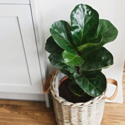 Bambino Fiddle Leaf Fig 8 Bambino Fiddle Leaf Fig -Fast Growing Trees Shop Bambino FIddleLeafFIg 5 FGT