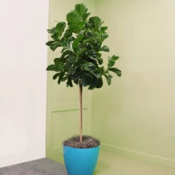Bambino Fiddle Leaf Fig 9 Bambino Fiddle Leaf Fig -Fast Growing Trees Shop Bambino FIddleLeafFIg 6