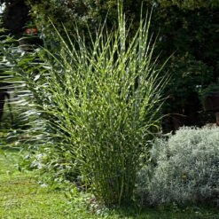 Miscanthus Bandwidth (Chinese Silver Grass) -Fast Growing Trees Shop Bandwidth Maiden Grass 1