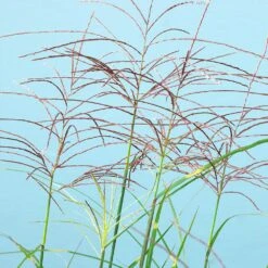 Miscanthus Bandwidth (Chinese Silver Grass) -Fast Growing Trees Shop Bandwidth Maiden Grass 2