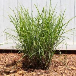Miscanthus Bandwidth (Chinese Silver Grass) -Fast Growing Trees Shop Bandwidth Maiden Grass 4