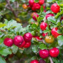 Barbados 'Acerola' Cherry -Fast Growing Trees Shop Barbadoes Cherry 2 FGT