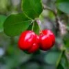 Barbados 'Acerola' Cherry 11 Barbados 'Acerola' Cherry -Fast Growing Trees Shop Barbadoes Cherry FGT 600x600 cf76202b 85ef 4c40 a429 78fce9170ef6