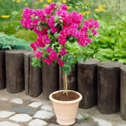Barbara Karst Bougainvillea -Fast Growing Trees Shop Barbera Karst Bougainvillea 2 FGT d3e6d740 b572 4723 a5c8 00a17a4aa767