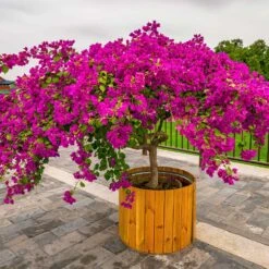 Barbara Karst Bougainvillea -Fast Growing Trees Shop Barbera Karst Bougainvillea 5 f4868c53 9510 4e18 9d90 9065f6de5bb5