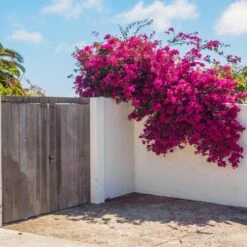 Barbara Karst Bougainvillea -Fast Growing Trees Shop Barbera Karst Bougainvillea 6 c383ecd8 4080 408c 9662 c67fa8114574