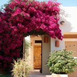Barbara Karst Bougainvillea -Fast Growing Trees Shop Barbera Karst Bougainvillea 9 f609a9e0 2c3a 435b b6e7 05bbc8e5e7c8