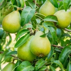 5-in-1 Pear Surprise Tree -Fast Growing Trees Shop Bartlett Pear 3 BB
