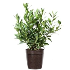 Bay Laurel -Fast Growing Trees Shop Bay Laurel 3G Delilah Brown pot