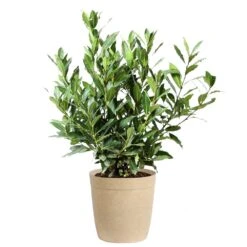 Bay Laurel -Fast Growing Trees Shop Bay Laurel 3G Delilah Tan pot