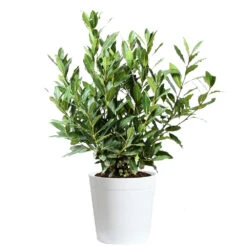 Bay Laurel -Fast Growing Trees Shop Bay Laurel 3G Delilah White pot