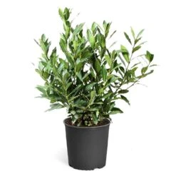Bay Laurel -Fast Growing Trees Shop Bay Laurel 3G standard pot