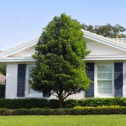 Bay Laurel - USDA Organic 7 Bay Laurel - USDA Organic -Fast Growing Trees Shop Bay Laurel Shrub FGT 4