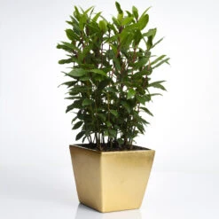 Bay Laurel - USDA Organic 8 Bay Laurel - USDA Organic -Fast Growing Trees Shop Bay Laurel Shrub FGT 70a053b8 5238 44bb b72e 34af0f0d8286