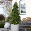 Bay Laurel Tree -Fast Growing Trees Shop Bay Laurel Tree Saratoga 2 600x600 af3ff32b 465d 4a2e a124 03484c3fdd39