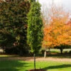 Beacon Swamp White Oak Tree -Fast Growing Trees Shop Beacon Swamp Oak 600x600 e2290bc8 934c 4711 a1e3 7b0fa177d095