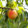 Belle Of Georgia Peach Tree (USDA Organic) -Fast Growing Trees Shop Belle of Georgia 600x600 45f29838 b04b 4d42 a727 f87c911c882b