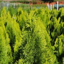 Berckman's Gold Arborvitae 9 Berckman's Gold Arborvitae -Fast Growing Trees Shop Berckmans Arborvitae 8