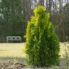 Berckman's Gold Arborvitae -Fast Growing Trees Shop Berckmans Arborvitae FGT 600x600 ce6c5eef 9b4c 4e6a b08d bfba171097c6
