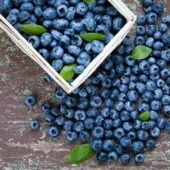 Biloxi Blueberry Bush -Fast Growing Trees Shop Biloxi Blueberry 1