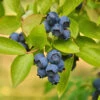 Biloxi Blueberry Bush -Fast Growing Trees Shop Biloxi Blueberry 600x600 9b2d6c1b b8be 4f97 beef aefdfd737345