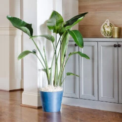 Bird Of Paradise - Orange -Fast Growing Trees Shop Bird of Paradise 9