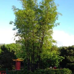 Black Bamboo -Fast Growing Trees Shop Black Bamboo 5