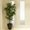 Black Bamboo -Fast Growing Trees Shop Black Bamboo FGT 600x600 04de0fc5 1b5b 4ead b329 04b366290ad6