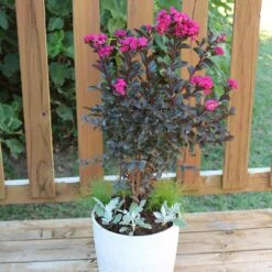 Black Diamond® Crape Myrtle - Mystic Magenta™ -Fast Growing Trees Shop Black Diamon Magestic magenta Crape Myrtle 1